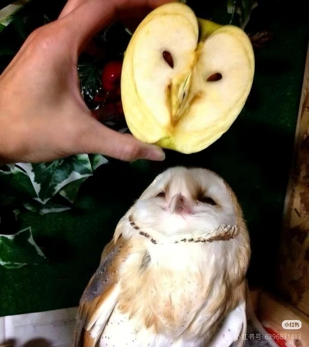 洛洛西